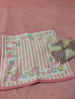 アフタヌーンティーハンカチプレゼント3